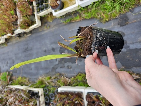 ⭐︎超レア⭐︎パチャノイ錦 商品一覧 - Y's Exotics （山田食虫植物農園）