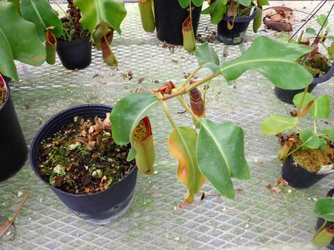 R336 5-2 N. truncata (Bukidnon) OF