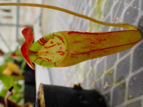 商品一覧 - Y's Exotics （山田食虫植物農園）