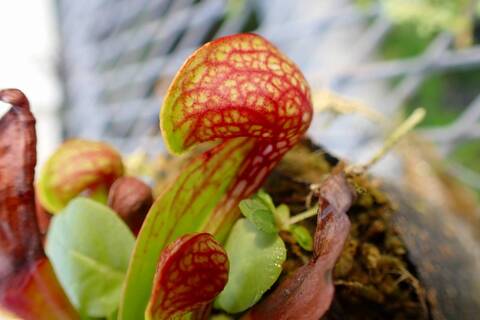 Sarracenia（サラセニア）の商品一覧 | Y's Exotics （山田食虫