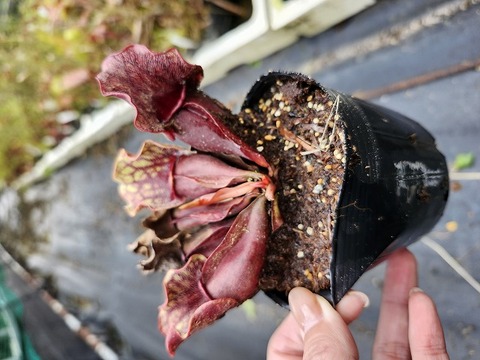 Y's Exotics （山田食虫植物農園）