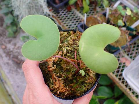 J176 1-4 U. reniformis F. giant