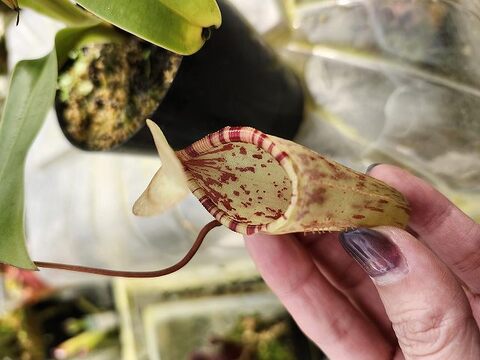 Nepenthes（ネペンテス/ウツボカズラ）の商品一覧 | Y's Exotics （山田食虫植物農園）