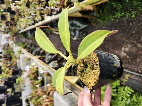 Y608 1-2 N. fusca x stenophylla SB