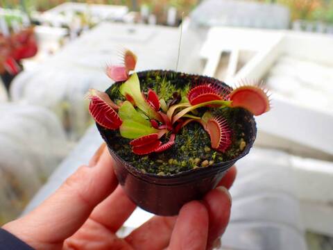商品一覧 - Y's Exotics （山田食虫植物農園）