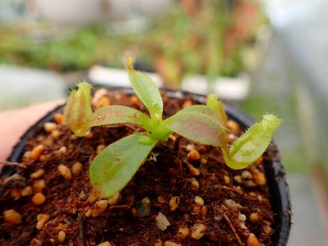 商品一覧 - Y's Exotics （山田食虫植物農園）