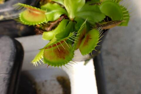 超希少❗️美株❗️交配種❗️アロカシア　グリーンユニコーン✨ 商品一覧 | Y's Exotics （山田食虫植物農園）