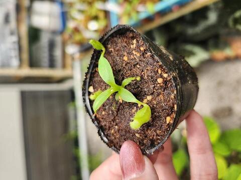 Scindapsus Yupa ハーフムーン 🌱Scindapsus Yupa🌱 Yupa is characterized by its sparkling
