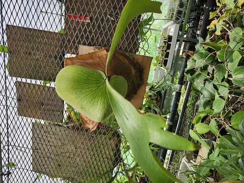ビカクシダ Ys 商品一覧 - Y's Exotics （山田食虫植物農園）