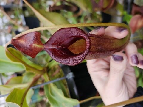 Nepenthes（ネペンテス/ウツボカズラ）の商品一覧 | Y's Exotics （山田食虫植物農園）