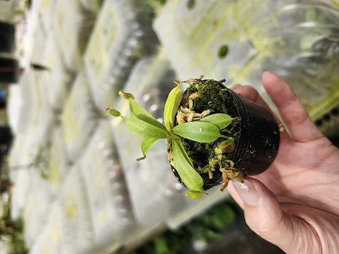 商品一覧 - Y's Exotics （山田食虫植物農園）