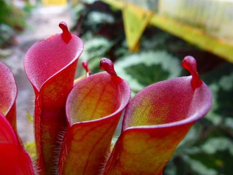 Heliamphora（ヘリアンフォラ）の商品一覧 | Y's Exotics （山田食虫植物農園）