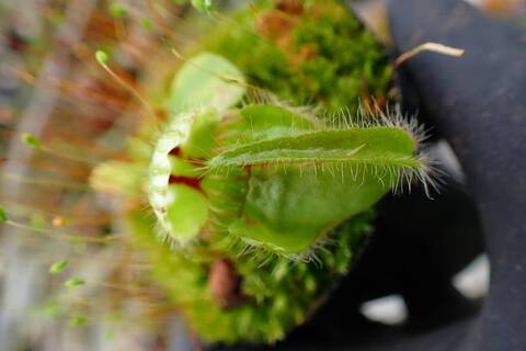 Cephalotus follicularis （セファロタス/フクロノユキノシタ