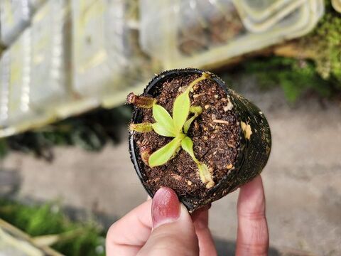商品一覧 | Y's Exotics （山田食虫植物農園）