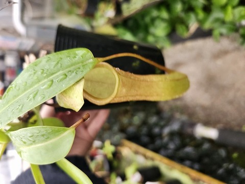 商品一覧 - Y's Exotics （山田食虫植物農園）