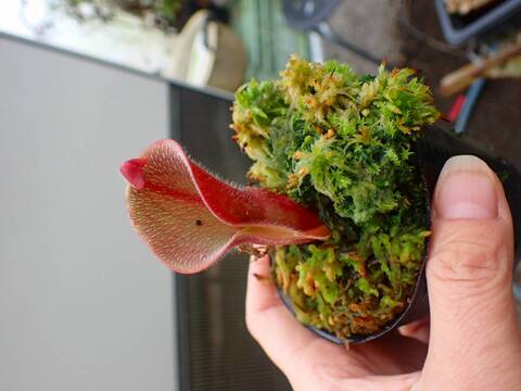 商品一覧 - Y's Exotics （山田食虫植物農園）