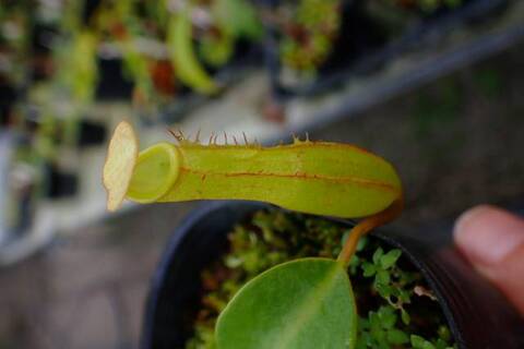 ゆうゆうネペンテス・ミランダ Amazon.co.jp: PLANCHU 食虫植物 ネペンテス ミランダ 5号吊り鉢