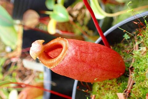 Nepenthes（ネペンテス/ウツボカズラ）の商品一覧 | Y's Exotics