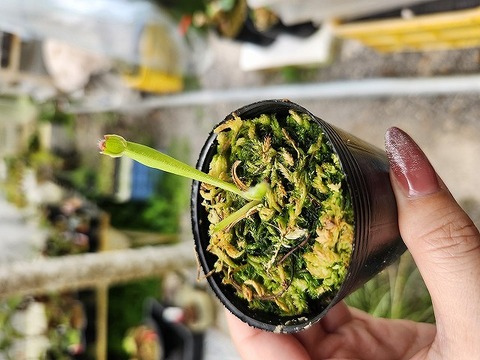 nontaビカク 3種セット EXP前葉体、シュプール、パトラガーデン#1 nonta様専用ビカク 3種セット EXP前葉体、シュプール、パトラ