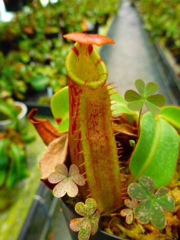 Nepenthes（ネペンテス/ウツボカズラ）の商品一覧 | Y's Exotics （山田食虫植物農園）