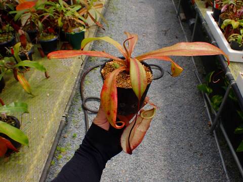E583 5-3 N. viking x merrilliana