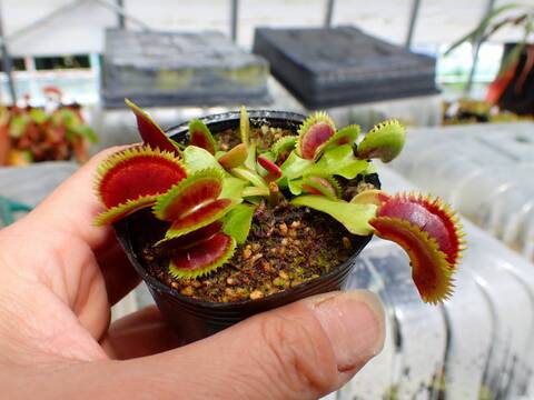 J130 5-1 Dionaea muscipula Scarlatine CK