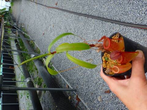 商品一覧 - Y's Exotics （山田食虫植物農園）