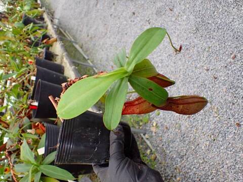商品一覧 | Y's Exotics （山田食虫植物農園）