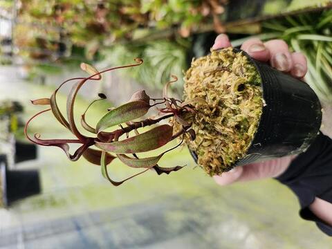 Nepenthes（ネペンテス/ウツボカズラ）の商品一覧 | Y's Exotics
