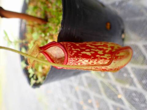 壺　実 商品一覧 - Y's Exotics （山田食虫植物農園）