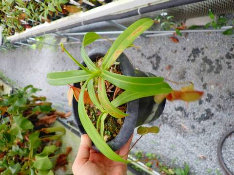 P214 5-3 N. ventricosa-red seedling Y's