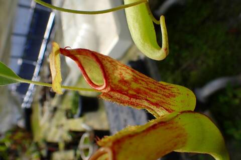 ネペンテス七種セット(宅急便発送) Nepenthes（ネペンテス/ウツボカズラ）の商品一覧 | Y's Exotics