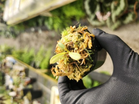 69 スキンダプサス　ガラワ　Garawa 超レア品種　タイより輸入　根張りOK 商品一覧 - Y's Exotics （山田食虫植物農園）