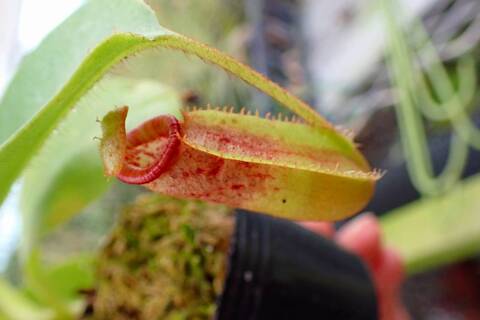 商品一覧 - Y's Exotics （山田食虫植物農園）