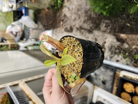 ぺんぺす ぺんてる 蛍光ペン 専用インキカートリッジ XSLR3-P ピンク