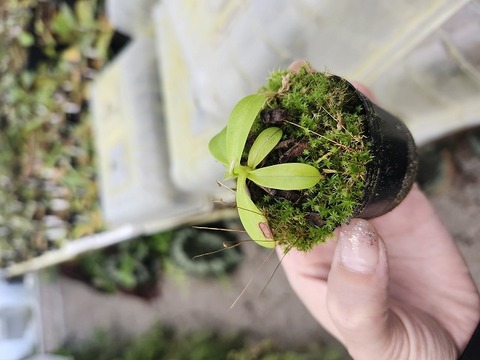 商品一覧 - Y's Exotics （山田食虫植物農園）