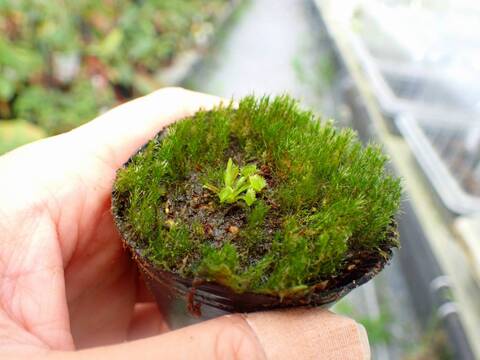 商品一覧 - Y's Exotics （山田食虫植物農園）