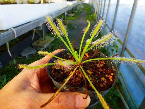 Drosera（ドロセラ/モウセンゴケ）の商品一覧 | Y's Exotics （山田食虫植物農園）