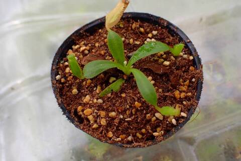 商品一覧 - Y's Exotics （山田食虫植物農園）