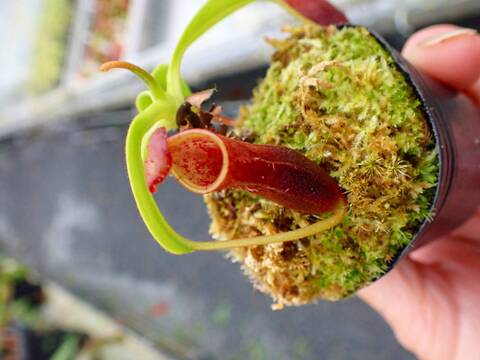 P863 5-1 N. (bicalcarata x campanulata) x lowii #NNN