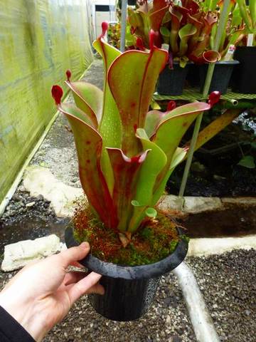 Heliamphora（ヘリアンフォラ）の商品一覧 | Y's Exotics （山田食虫