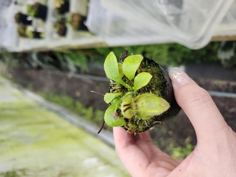 商品一覧 - Y's Exotics （山田食虫植物農園）