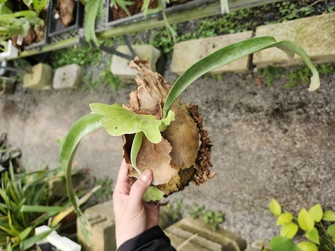 商品一覧 - Y's Exotics （山田食虫植物農園）