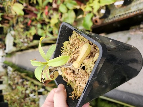 Nepenthes（ネペンテス/ウツボカズラ）の商品一覧 | Y's Exotics