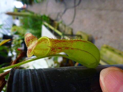 ビカクシダ PLovers 楽天市場】ビカクシダ P.'River flow'×P.'Honey moon' Mix