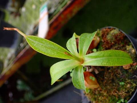Y278 1-3 N. adrianii, Java, seedgrown, CK