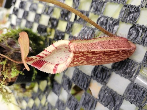 Y669 1-4 N. spectabillia x edwardsiana #NNN - Y's Exotics （山田食