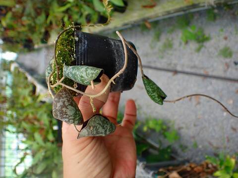 商品一覧 - Y's Exotics （山田食虫植物農園）