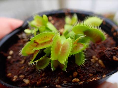 Y175 5-1 Dionaea muscipula South-West Giant Y's Lab