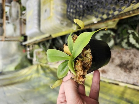 商品一覧 - Y's Exotics （山田食虫植物農園）